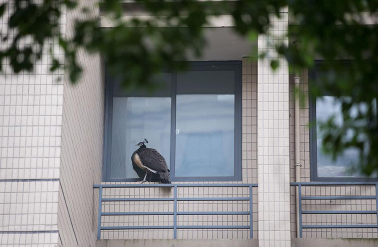 杭州：孔雀“越獄”闖入小區(qū) 被城管抓住送至動物園