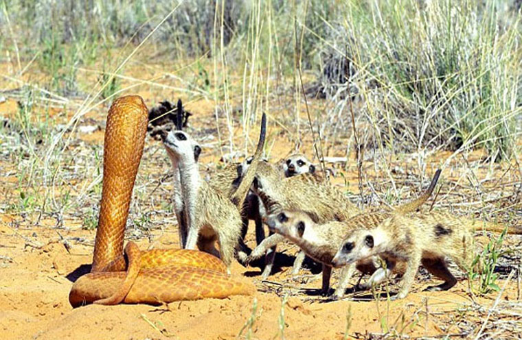 看攝影師如何近距離拍攝野生動物