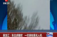 黑龍江：東北虎撒歡 一巴掌拍落無人機 
